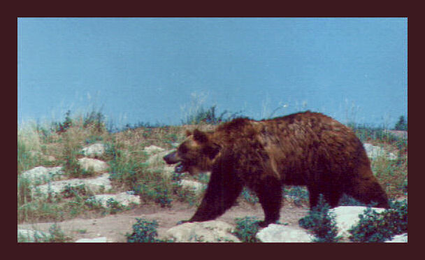Photo of Grezzly Bear