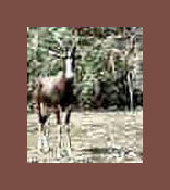 Photo of Antilope