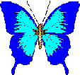 Butterfly ClipArt