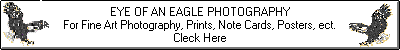 eagle banner