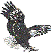  Eagle Logo Image
