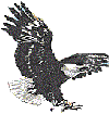 Eagle Logo Image