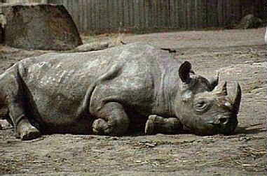 Photo of a Rhino