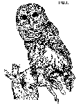 Owl Gif Image